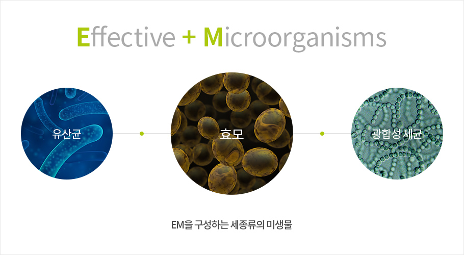 EM미생물의 주요균종 : 효모, 유산균, 누룩균, 광합성 세균, 방선균 등 80여 종의 미생물이 들어 있습니다.